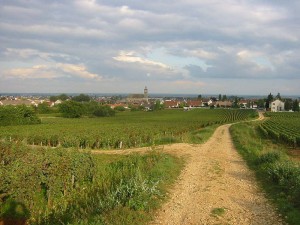 Chemin de vigne de Marsannay-la-Côte. Source : wikipedia.org