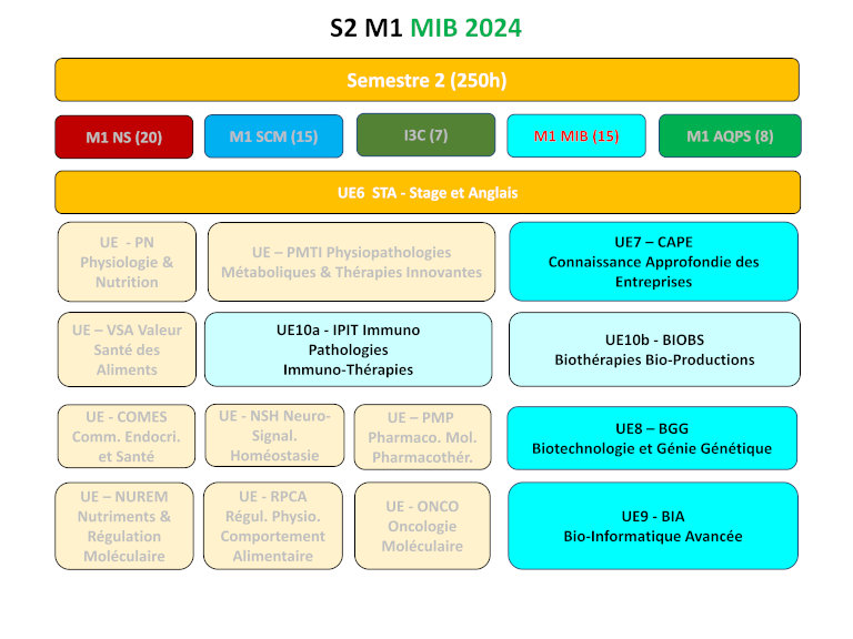 Semestre 2 du Master MIB